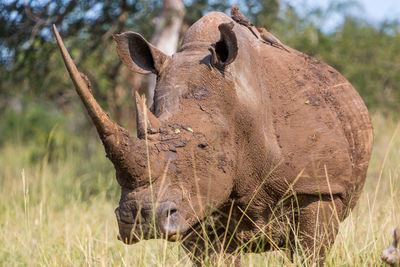 Close-up of lizard on tree