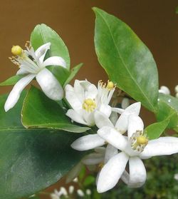 Close-up of white flowers blooming outdoors