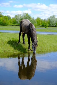 Horse grazing on green grass field near water place