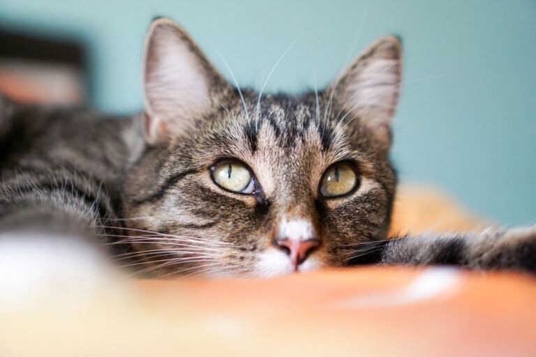 CLOSE-UP PORTRAIT OF CAT WITH EYES