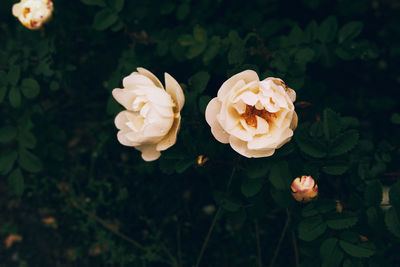 Beautiful white rose blooming in the garden.