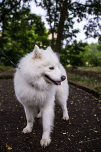 Beautiful white dog of samoyed laika