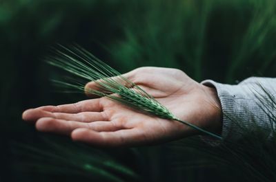 Close-up of cropped hand with wheat