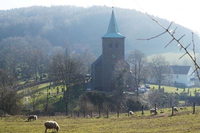 View of sheep grazing on field