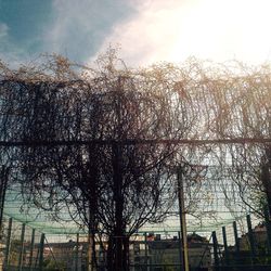 Bare trees against sky