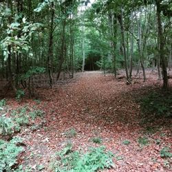 Footpath amidst trees in forest during autumn