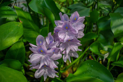 Close-up of purple flowering plant