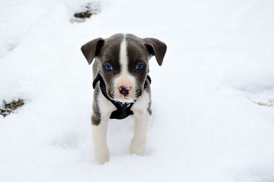 Portrait of a dog on snow covered field