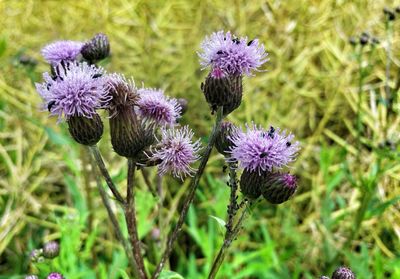 Close-up of purple flowers