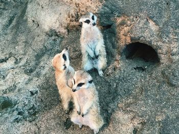 High angle view of meerkats standing on land