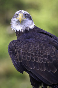 Close-up of eagle