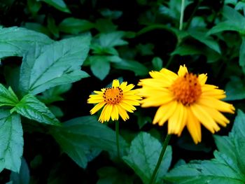 Close-up of yellow flowers blooming outdoors