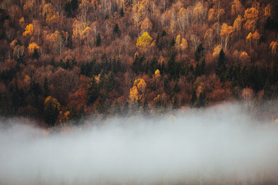 Trees in forest during autumn