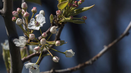 Close-up of flowering plant