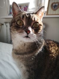 Close-up portrait of a cat at home