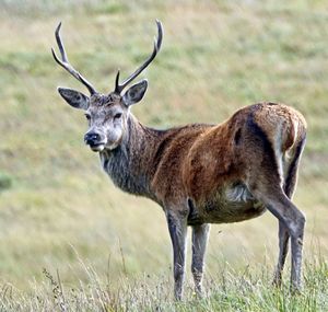 Deer standing in a field