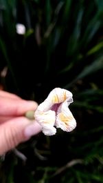 Close-up of hand holding flower