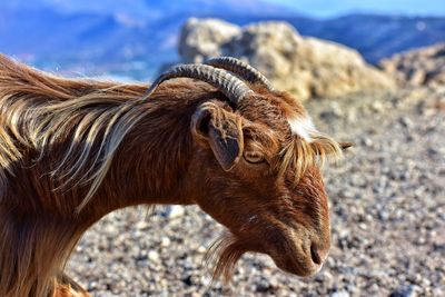 Goat on crete island in greece