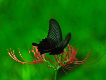 Close-up of butterfly on flower