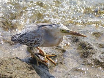 Close-up of gray heron in water