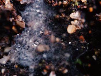 Full frame shot of spider web