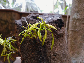 Close-up of potted plant