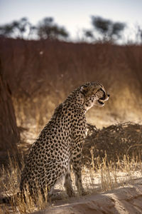 Cheetah on field