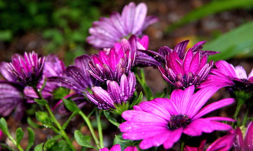 Close-up of purple flowers blooming outdoors