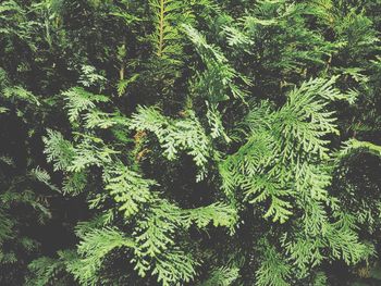 Close-up of pine tree in forest