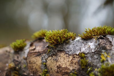 Close-up of moss growing on rock