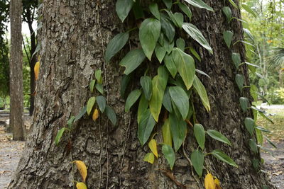 Close-up of yellow tree trunk