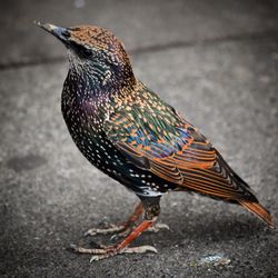 Close-up of bird perching outdoors