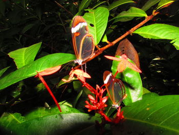 Close-up of insect on plant