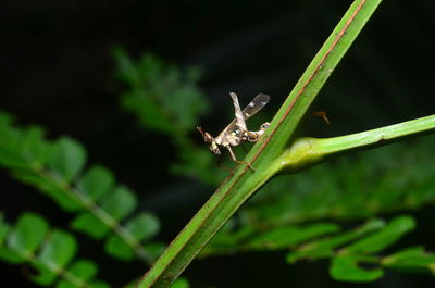 Monkey face grasshopper on green leaf stick