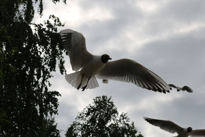 Low angle view of bird flying against cloudy sky