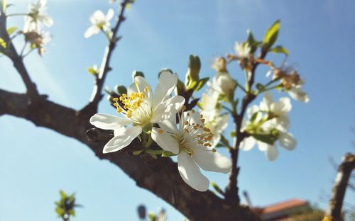 Low angle view of cherry blossom tree