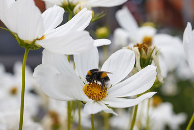 A macro shot of a bee pollinating a white flower