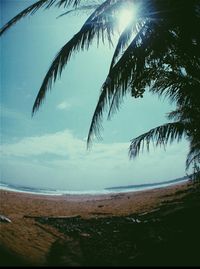 Low angle view of palm tree against sea