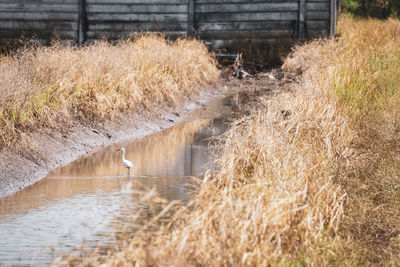 Scenic view of river stream