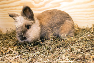 Close-up portrait of a rabbit