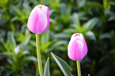 Close-up of pink tulips