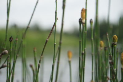 Close-up of flowering plants on field