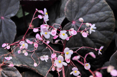 Close-up of pink flowers blooming outdoors