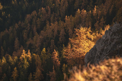 Trees in forest during autumn