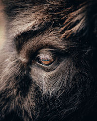 Close-up of a monkey looking away