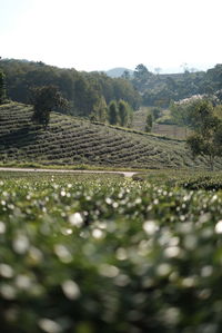 Scenic view of agricultural field against clear sky