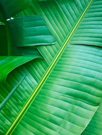 Full frame shot of banana leaf