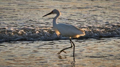 Bird in a sea