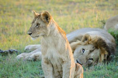 Lion in a field