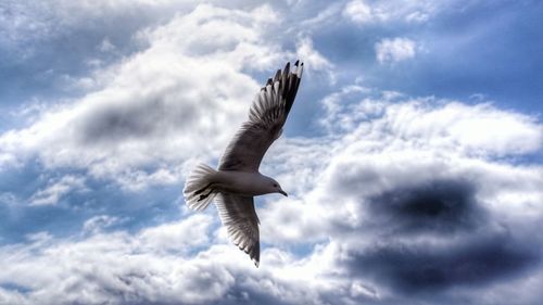 Low angle view of seagull flying against sky